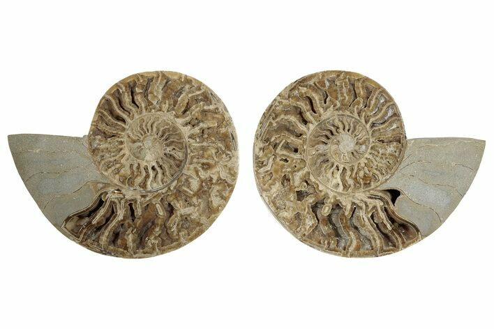 Daisy Flower Ammonite (Choffaticeras) - Madagascar #256698